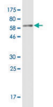 Monoclonal Anti-SMPD1 antibody produced in mouse clone 4H2, purified immunoglobulin, buffered aqueous solution