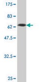 Monoclonal Anti-SERPINI1, (C-terminal) antibody produced in mouse clone 1E10, purified immunoglobulin, buffered aqueous solution