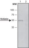 Anti-Visfatin (C-terminal) antibody produced in rabbit ~1.5 mg/mL, affinity isolated antibody, buffered aqueous solution