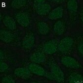 Anti-ALKBH5 Antibody, clone 6G7 ZooMAb® Rabbit Monoclonal recombinant, expressed in HEK 293 cells