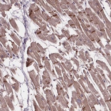 Anti-C15orf65 antibody produced in rabbit Prestige Antibodies&#174; Powered by Atlas Antibodies, affinity isolated antibody, buffered aqueous glycerol solution