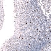 Monoclonal Anti-Lag3 Antibody Produced In Mouse Prestige Antibodies® Powered by Atlas Antibodies, clone CL14773, affinity isolated antibody, buffered aqueous glycerol solution