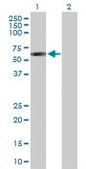 Anti-SIL1 antibody produced in mouse purified immunoglobulin, buffered aqueous solution