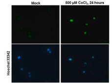 Monoclonal Anti-HIF2 alpha antibody produced in mouse clone GT125, affinity isolated antibody