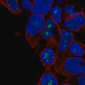 Anti-ZNF689 antibody produced in rabbit Prestige Antibodies® Powered by Atlas Antibodies, affinity isolated antibody, buffered aqueous glycerol solution