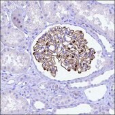Anti-DDN antibody produced in rabbit Prestige Antibodies&#174; Powered by Atlas Antibodies, affinity isolated antibody, buffered aqueous glycerol solution
