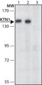 Anti-KTN1 antibody produced in rabbit ~1.0 mg/mL, affinity isolated antibody, buffered aqueous solution