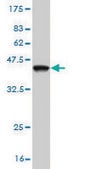 Monoclonal Anti-NR4A3 antibody produced in mouse clone 1E11, purified immunoglobulin, buffered aqueous solution