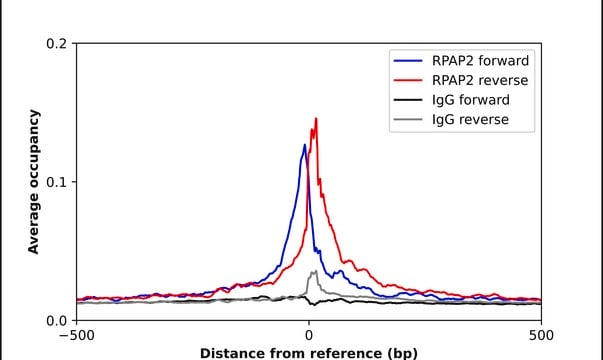 Anti-RPAP2 antibody produced in rabbit Prestige Antibodies&#174; Powered by Atlas Antibodies, affinity isolated antibody, buffered aqueous glycerol solution