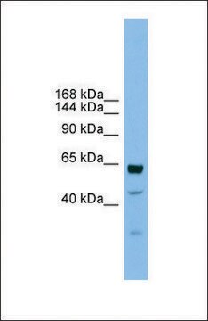 Anti-UMODL1 antibody produced in rabbit affinity isolated antibody