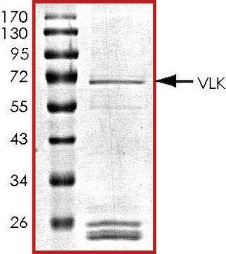 VLK, GST tagged human recombinant, expressed in baculovirus infected Sf9 cells, &#8805;70% (SDS-PAGE), buffered aqueous glycerol solution