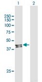 Anti-C6orf210 antibody produced in mouse IgG fraction of antiserum, buffered aqueous solution