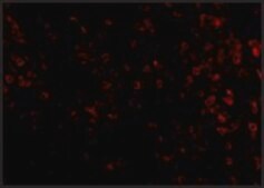 Anti-KLRA1 (ab1) antibody produced in rabbit affinity isolated antibody, buffered aqueous solution