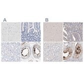 Anti-ACTL7B antibody produced in rabbit Prestige Antibodies® Powered by Atlas Antibodies, affinity isolated antibody, buffered aqueous glycerol solution