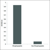 Anti-phospho-Chk2 (pSer516) antibody produced in rabbit affinity isolated antibody