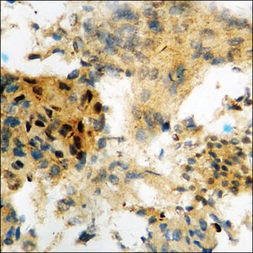 Anti-phospho-MSK1 (pSer212) antibody produced in rabbit affinity isolated antibody