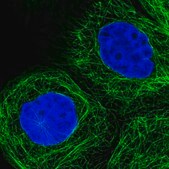 Anti-SLC24A1 antibody produced in rabbit Prestige Antibodies&#174; Powered by Atlas Antibodies, affinity isolated antibody, buffered aqueous glycerol solution