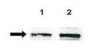 Anti-PIAS1 antibody produced in rabbit affinity isolated antibody