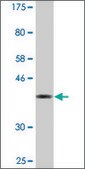Monoclonal Anti-AKAP6 antibody produced in mouse clone 2E8, purified immunoglobulin, buffered aqueous solution