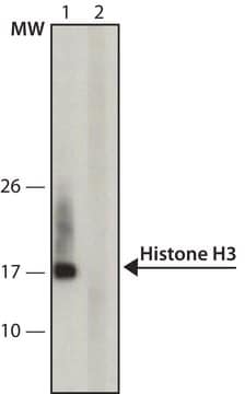 Monoclonal Anti-acetyl- &amp; phospho-Histone H3 (Ac-Lys9, pSer10) antibody produced in mouse ~2&#160;mg/mL, clone APH3-64, purified immunoglobulin, buffered aqueous solution