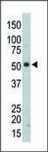 Anti-SRMS (C-term) antibody produced in rabbit IgG fraction of antiserum, buffered aqueous solution