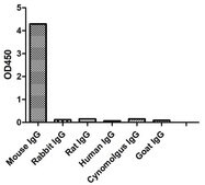 Alpaca Anti-Mouse IgG2b(Fc&#947;) single domain Antibody recombinant Alpaca(VHH) Nano antibody