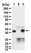 Anti-Cyclin E2 Antibody, clone 1F10 ZooMAb® Rabbit Monoclonal recombinant, expressed in HEK 293 cells