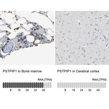 Anti-PSTPIP1 antibody produced in rabbit Prestige Antibodies&#174; Powered by Atlas Antibodies, affinity isolated antibody, buffered aqueous glycerol solution