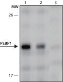 Monoclonal Anti-PEBP1 antibody produced in mouse clone PEBP1-A171, culture supernatant