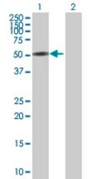 Anti-CTNNA3 antibody produced in mouse purified immunoglobulin, buffered aqueous solution