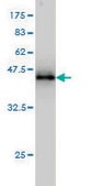 Monoclonal Anti-HSPB7 antibody produced in mouse clone 3E11, purified immunoglobulin, buffered aqueous solution