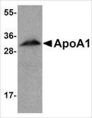 Anti-ApoA1 antibody produced in chicken affinity isolated antibody, buffered aqueous solution