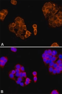 Anti-Paraoxonase 1 (PON1) antibody produced in rabbit ~1&#160;mg/mL, affinity isolated antibody, buffered aqueous solution