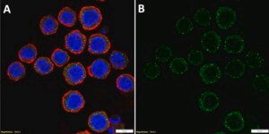 Anti-CX3CR1 Antibody, clone 1N5 ZooMAb® Rabbit Monoclonal recombinant, expressed in HEK 293 cells