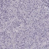 Anti-CREB3L3 antibody produced in rabbit Prestige Antibodies&#174; Powered by Atlas Antibodies, affinity isolated antibody, buffered aqueous glycerol solution