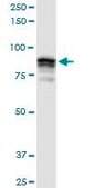 Anti-GOLGA5 antibody produced in rabbit purified immunoglobulin, buffered aqueous solution