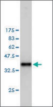 Monoclonal Anti-PTTG1 antibody produced in mouse clone 1D9, purified immunoglobulin, buffered aqueous solution