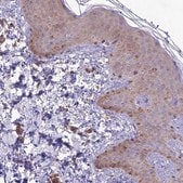 Anti-TMEM259 antibody produced in rabbit Prestige Antibodies&#174; Powered by Atlas Antibodies, affinity isolated antibody, buffered aqueous glycerol solution
