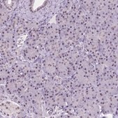 Anti-BCAS2 antibody produced in rabbit Prestige Antibodies&#174; Powered by Atlas Antibodies, affinity isolated antibody, buffered aqueous glycerol solution