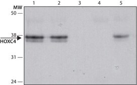 Anti-HOXC4 (N-terminal) antibody produced in rabbit ~1.0 mg/mL, affinity isolated antibody, buffered aqueous solution