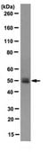 Anti-PP2A reg. subunit B56 epsilon (PPP2R5E) Antibody, clone 5A5-1F3 clone 5A5-1F3, from mouse