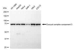 Anti Exocyst complex component 3 Antibody, clone 23GB5345, Rabbit Monoclonal clone 23GB5345, recombinant rabbit monoclonal, expressed in HEK293 cells