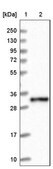 Anti-CPPED1 antibody produced in rabbit Prestige Antibodies&#174; Powered by Atlas Antibodies, affinity isolated antibody, buffered aqueous glycerol solution