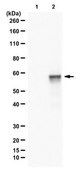 Anti-Luciferase from rabbit, purified by affinity chromatography