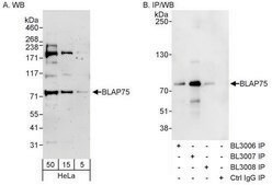Rabbit anti-BLAP75 Antibody, Affinity Purified Powered by Bethyl Laboratories, Inc.