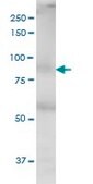 Monoclonal Anti-THRAP5, (N-terminal) antibody produced in mouse clone 2B7, purified immunoglobulin, buffered aqueous solution