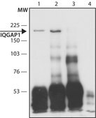Anti-IQGAP1 (C-terminal region) antibody produced in rabbit ~1.5 mg/mL, affinity isolated antibody