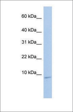 Anti-HSBP1 antibody produced in rabbit affinity isolated antibody