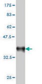 单克隆抗 RAB33B 小鼠抗 clone 6F4, purified immunoglobulin, buffered aqueous solution