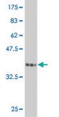 Monoclonal Anti-PPP1R2 antibody produced in mouse clone 2E9, purified immunoglobulin, buffered aqueous solution